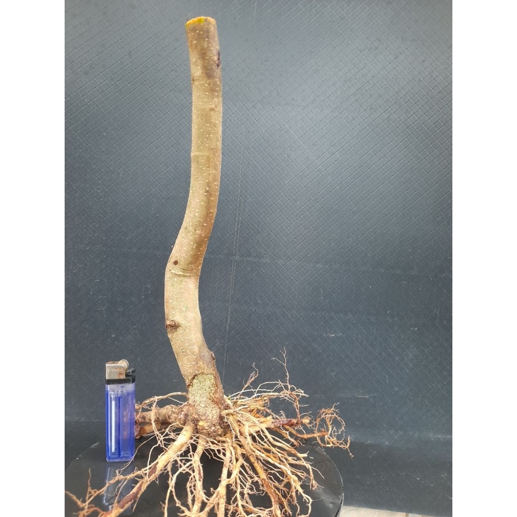 Bahan Bonsai Sianci Program Akar Gaya Informal Size Medium Real Pict