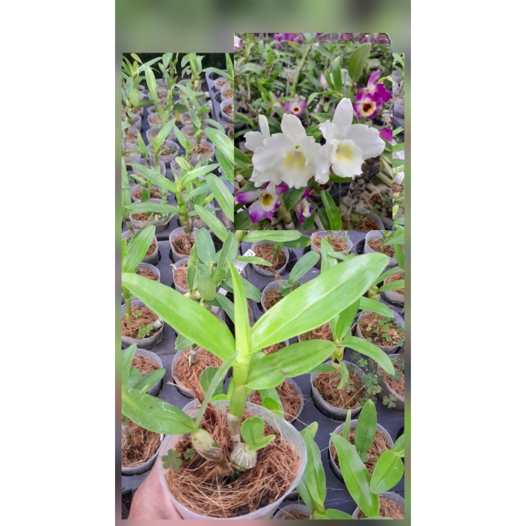 seedling dendro nobile