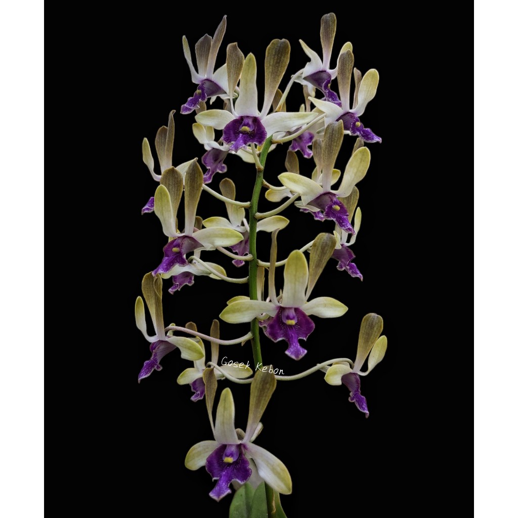 Anggrek Dendrobium Keriting Den Edfrans Charming x Paras Ayu Black