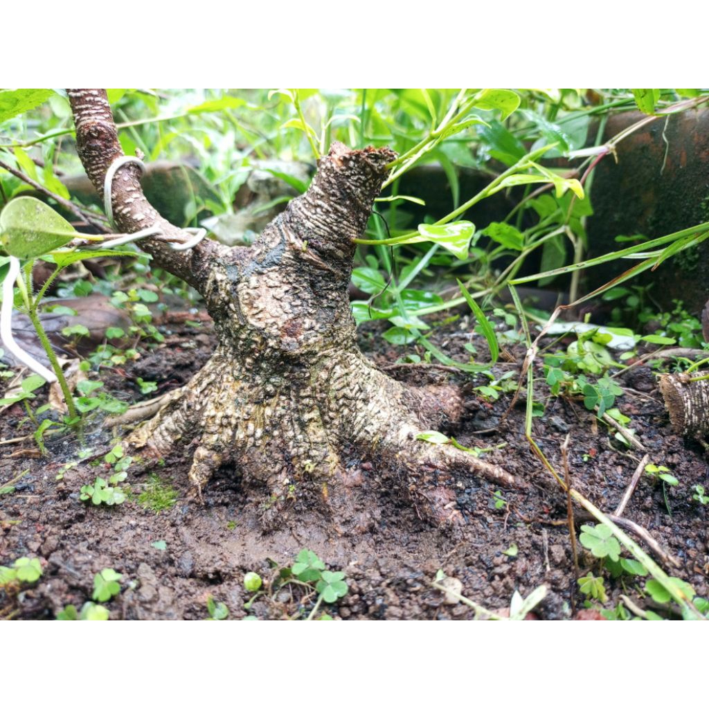 kimeng bogel 10 cm prokar