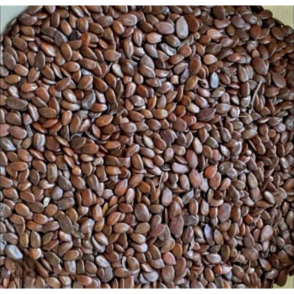 Biji Lamtoro/Petai Cina kering