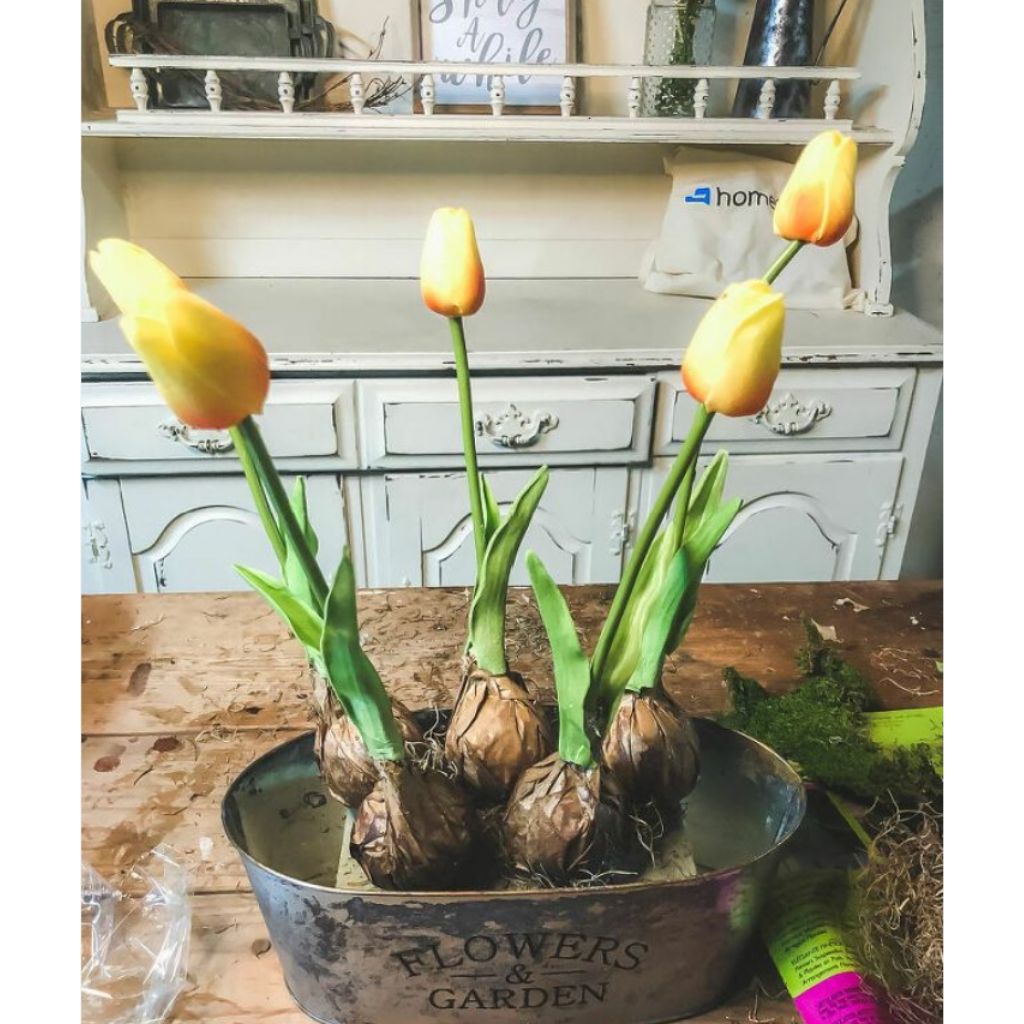 bibit bunga tulip bentuk umbi besar id kuning muda bibit bunga tulip besar