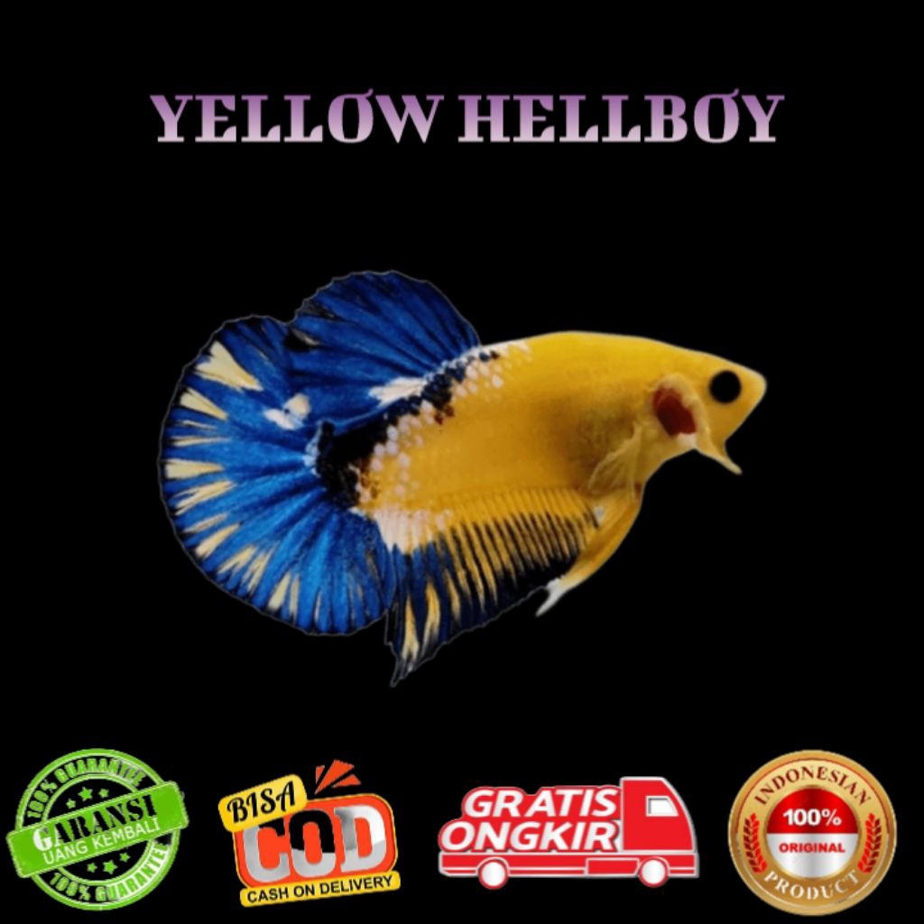 Pelakat Yellow Hellboy Jantan Size S-M Random