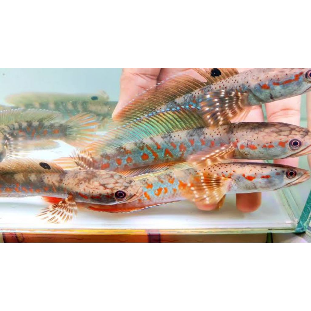 Channa pulchra red dot 7 sd 9 cm