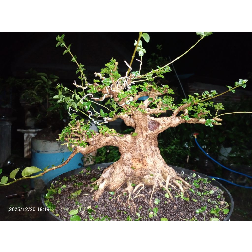 bonsai sancang prokar siap di bawa kontes