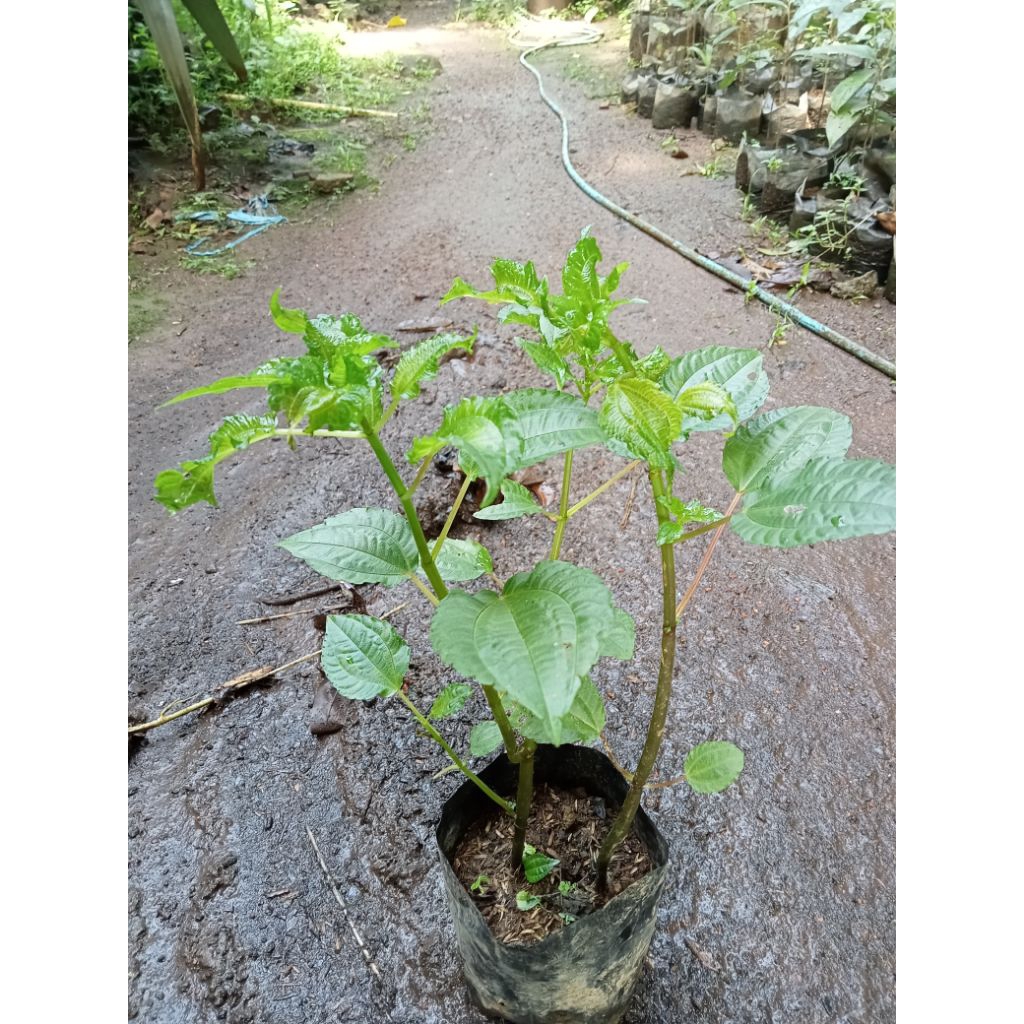 Bibit Pohpohan - Lalapan Daun Pohpohan - Tanaman Daun Pohpohan