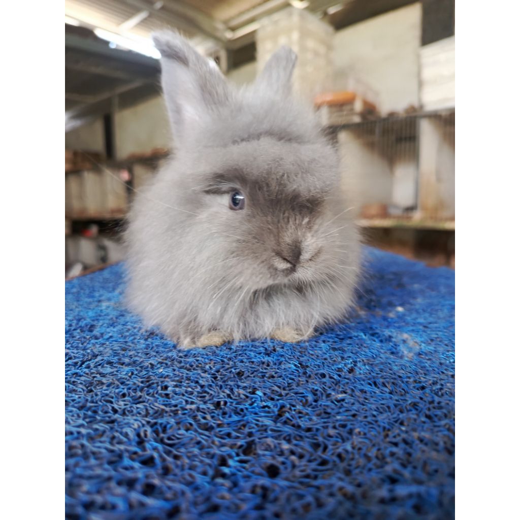 Kelinci Hias Anggora usia 2 bulan