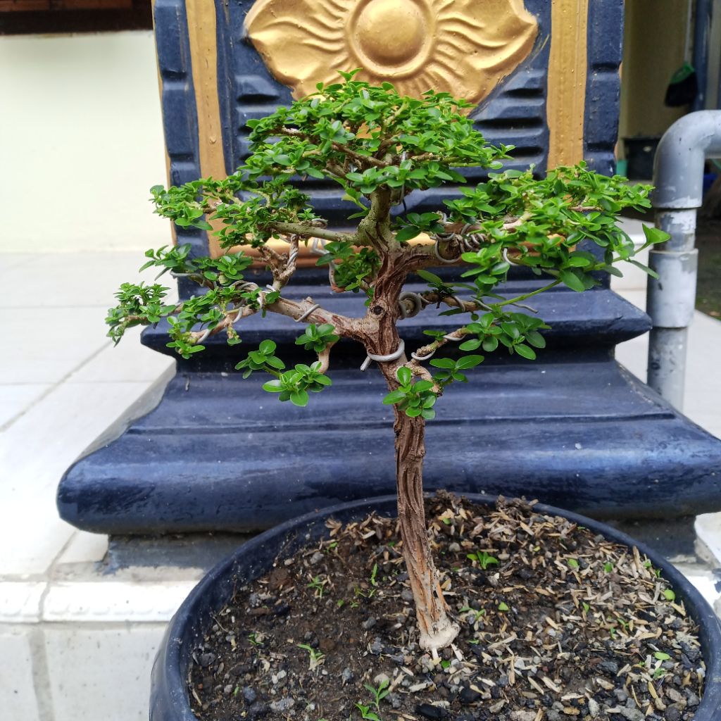 bonsai sancang real pict