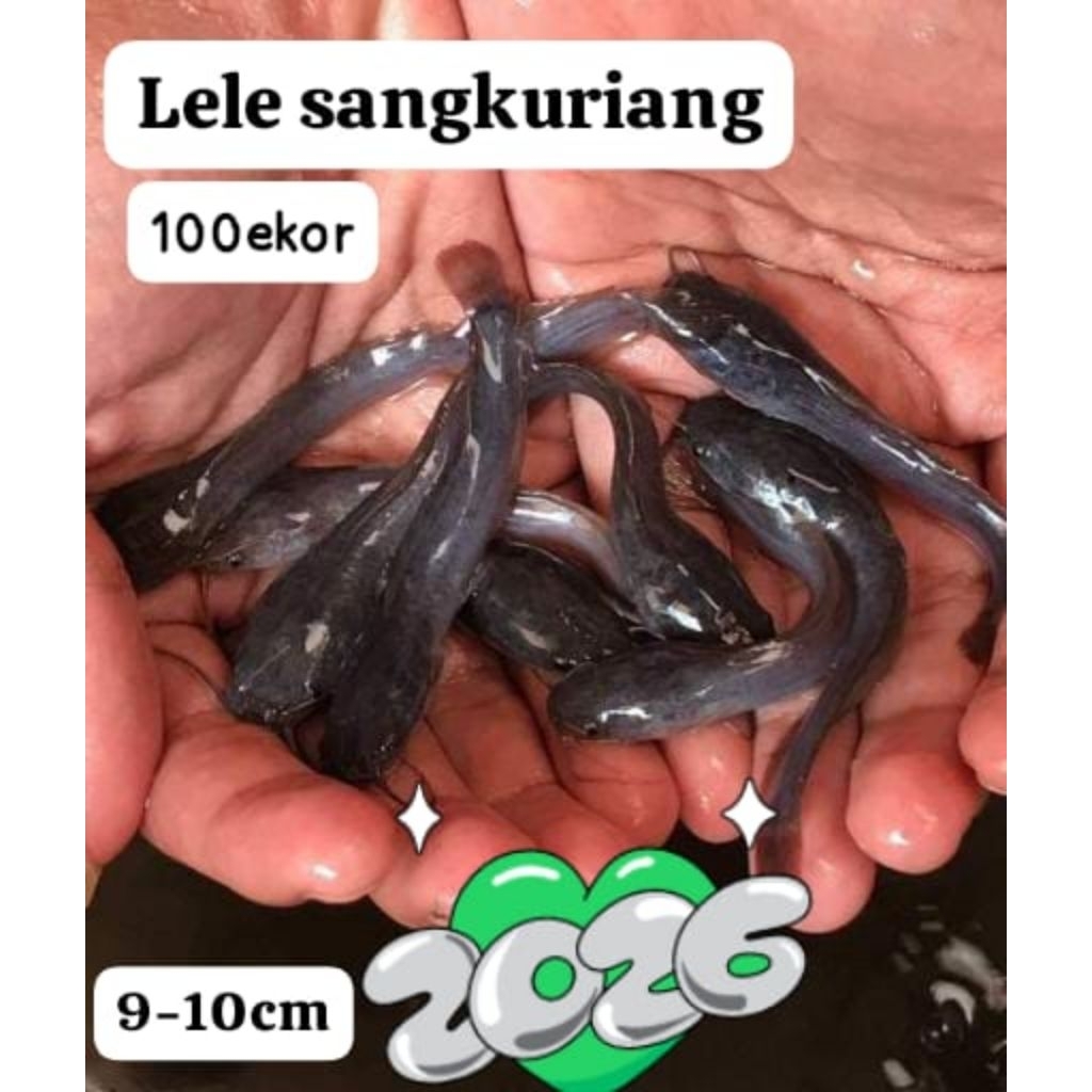 Bibit Lele Sangkuriang Termurah BERGARANSI ukuran 5-7cm Terdekat Murah Paket Instan