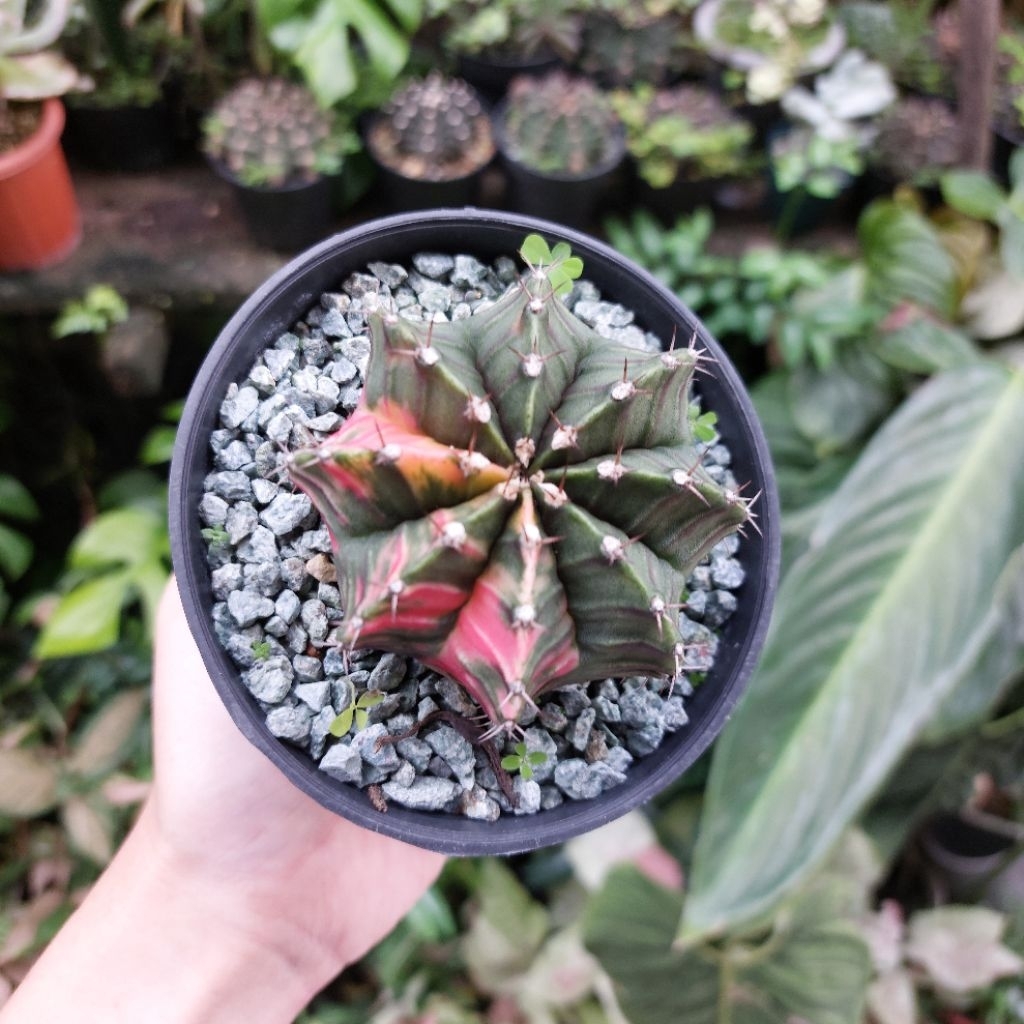 Kaktus Palembang Gymno Gymnocalycium LB Varigata