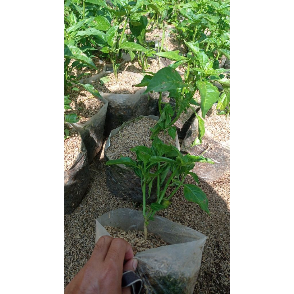 bibit tanaman cabe rawit ijo-rawit setan-cabe keriting-cabe besar/cabe domba