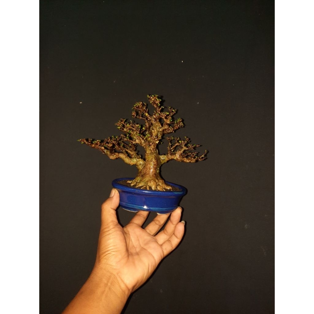 bonsai anput mamean asli realpict