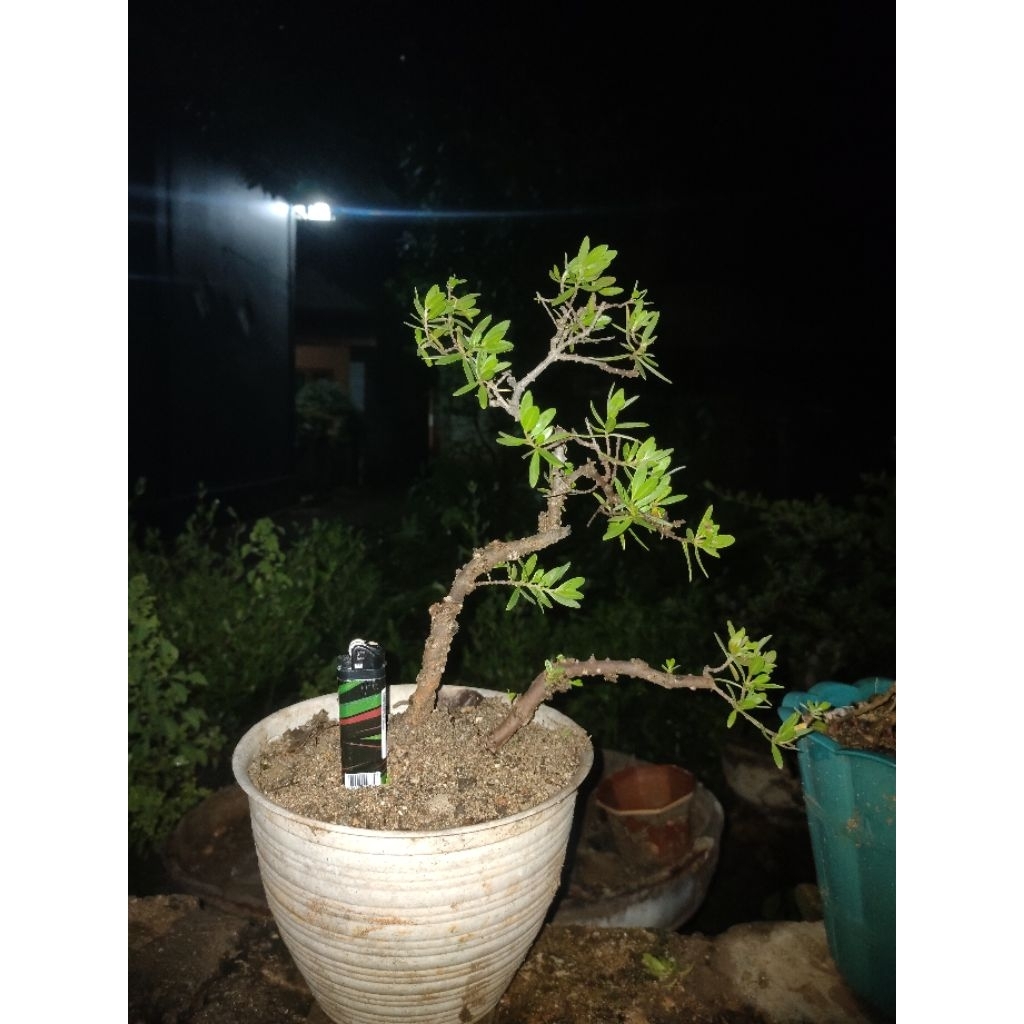Bahan Bonsai Santigi Karang
