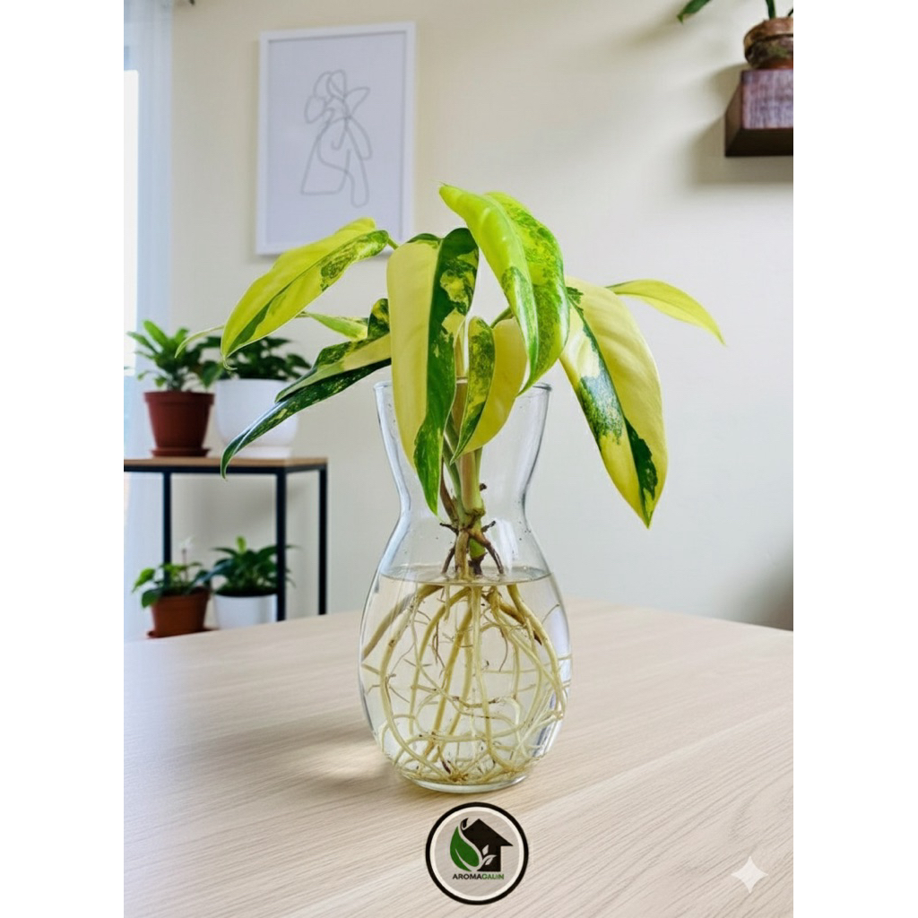 Tanaman Hias Philodendron Domesticum Varigata / Tanaman Hias Domesticum Varigata