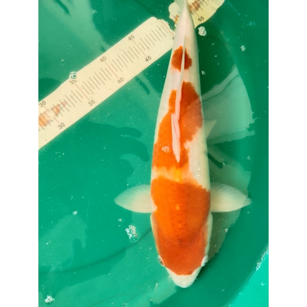 Ikan koi jenis Kohaku 44cm jumbo murmer