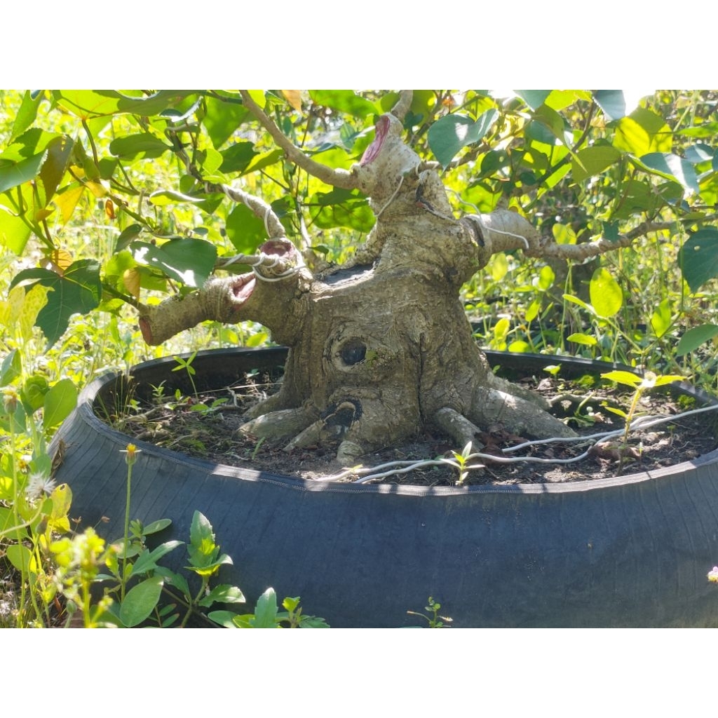 waru india, bahan bonsai waru, waru prokar, waru india prokar