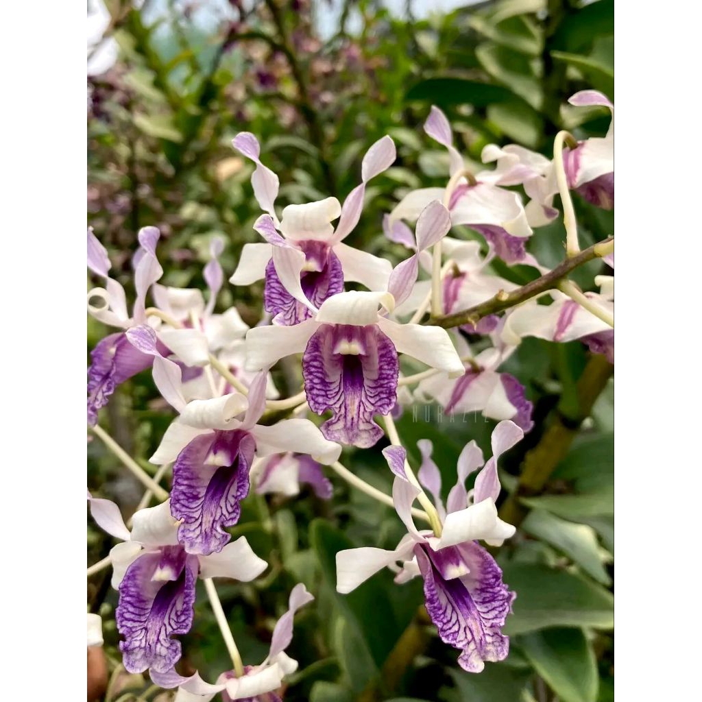 Anggrek Dendrobium Nindii