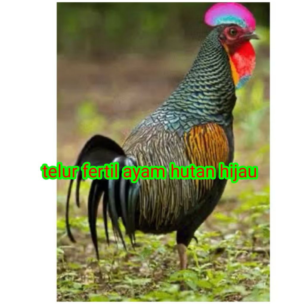 Telur fertil ayam hutan hijau packing aman untuk seluruh Indonesia.