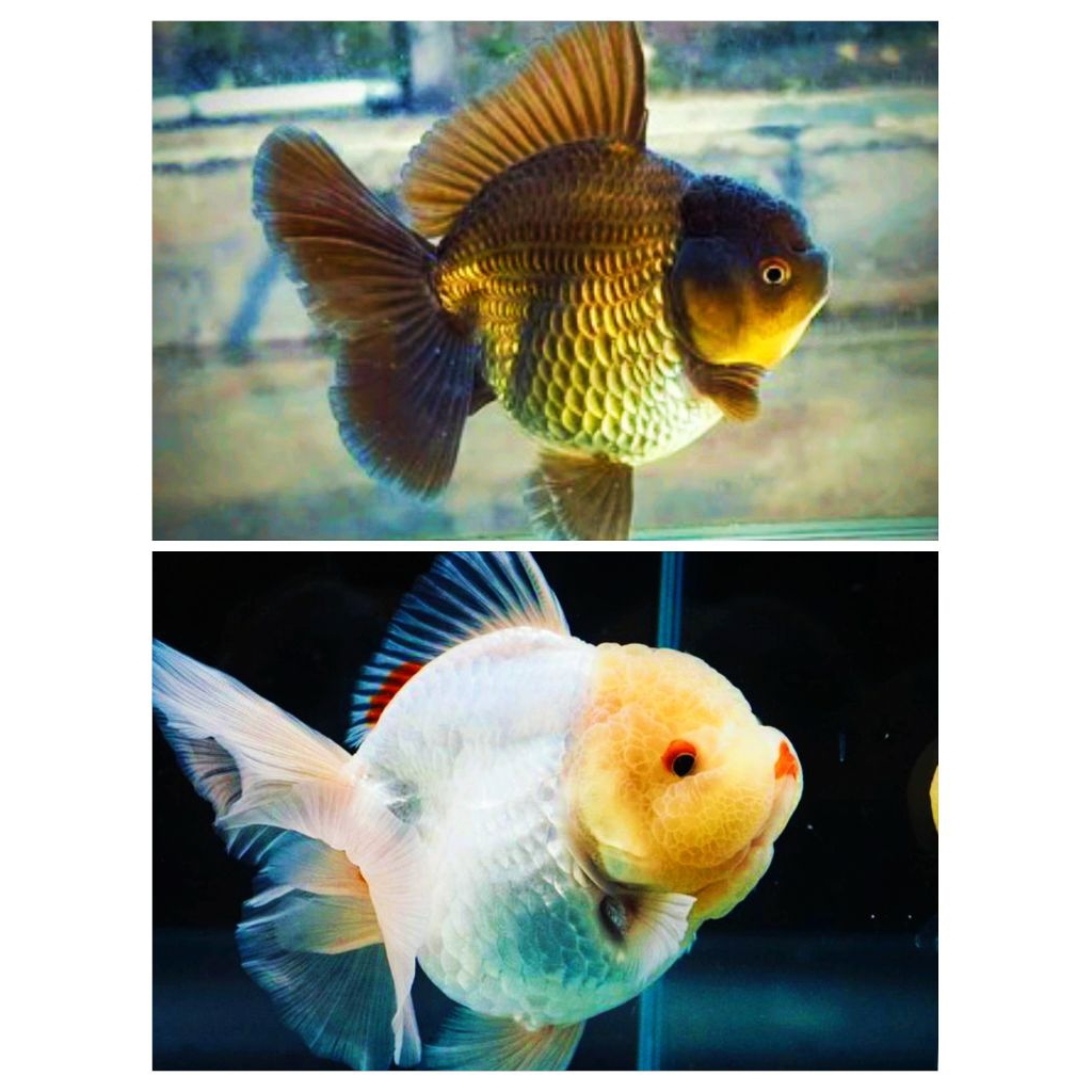 mas koki oranda warna hitam putih mix 6 pcs penghias aquarium