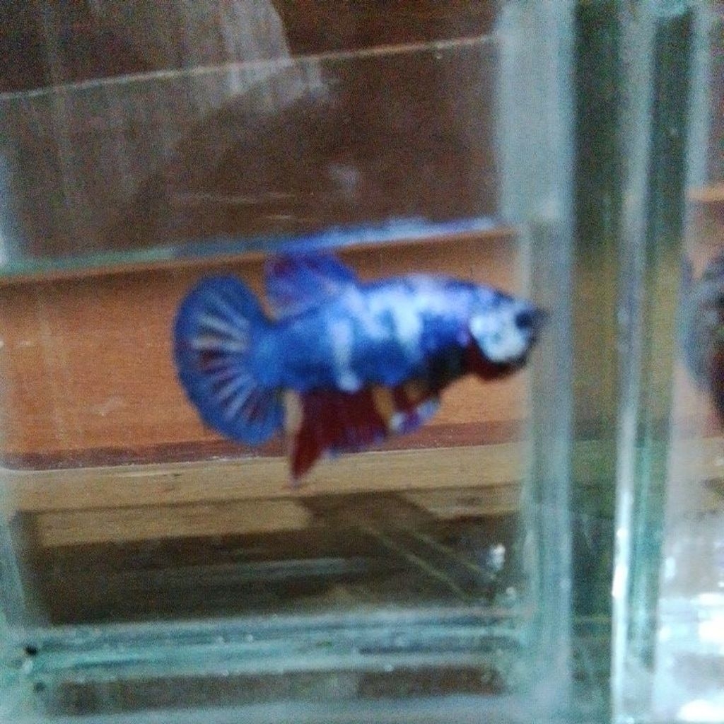 ikan cupang giat(jayen) jantan