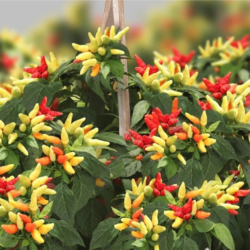 25 Benih Biji Cabe Rawit PRENTUL KLASTER