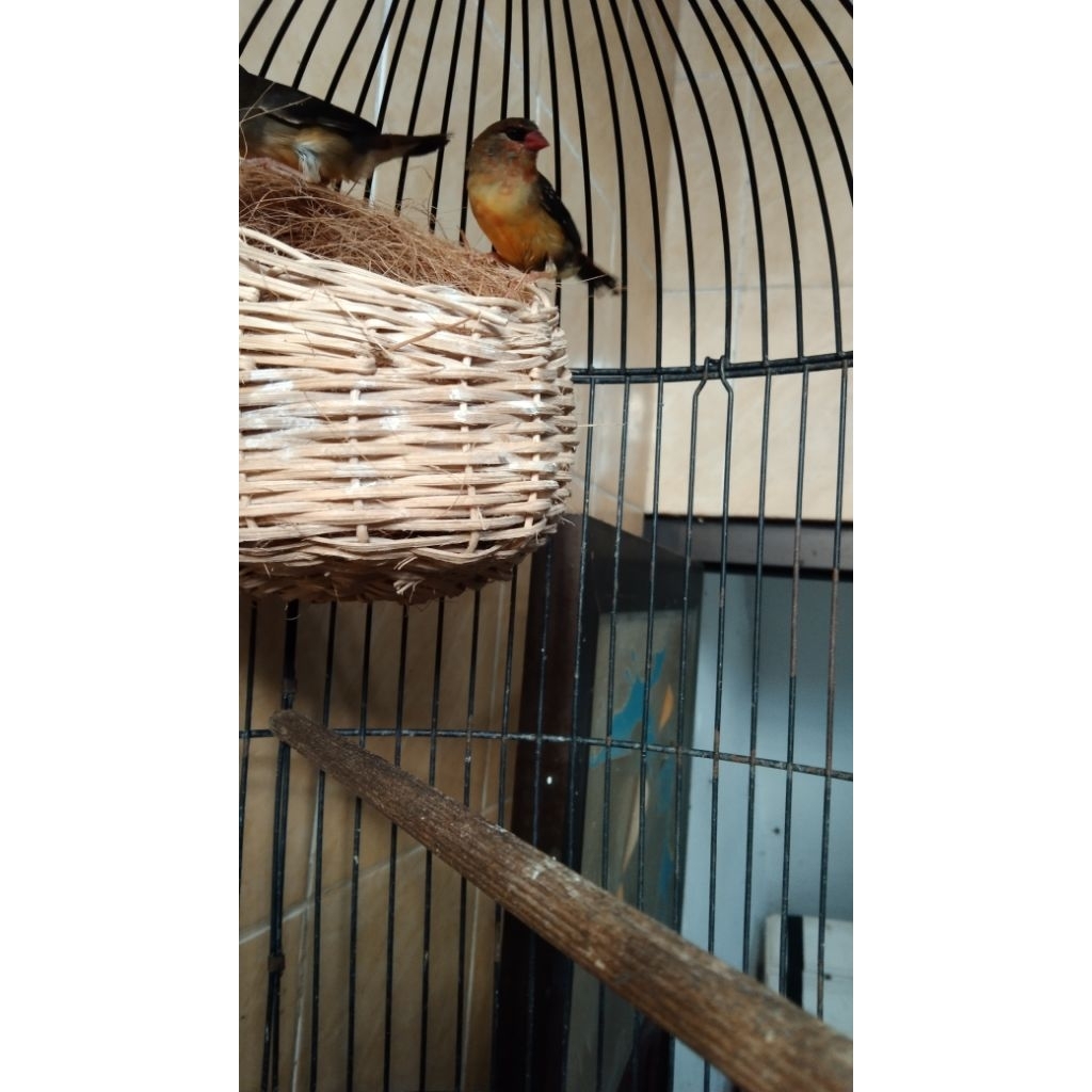 strawberry finch ring Rbf sepasang