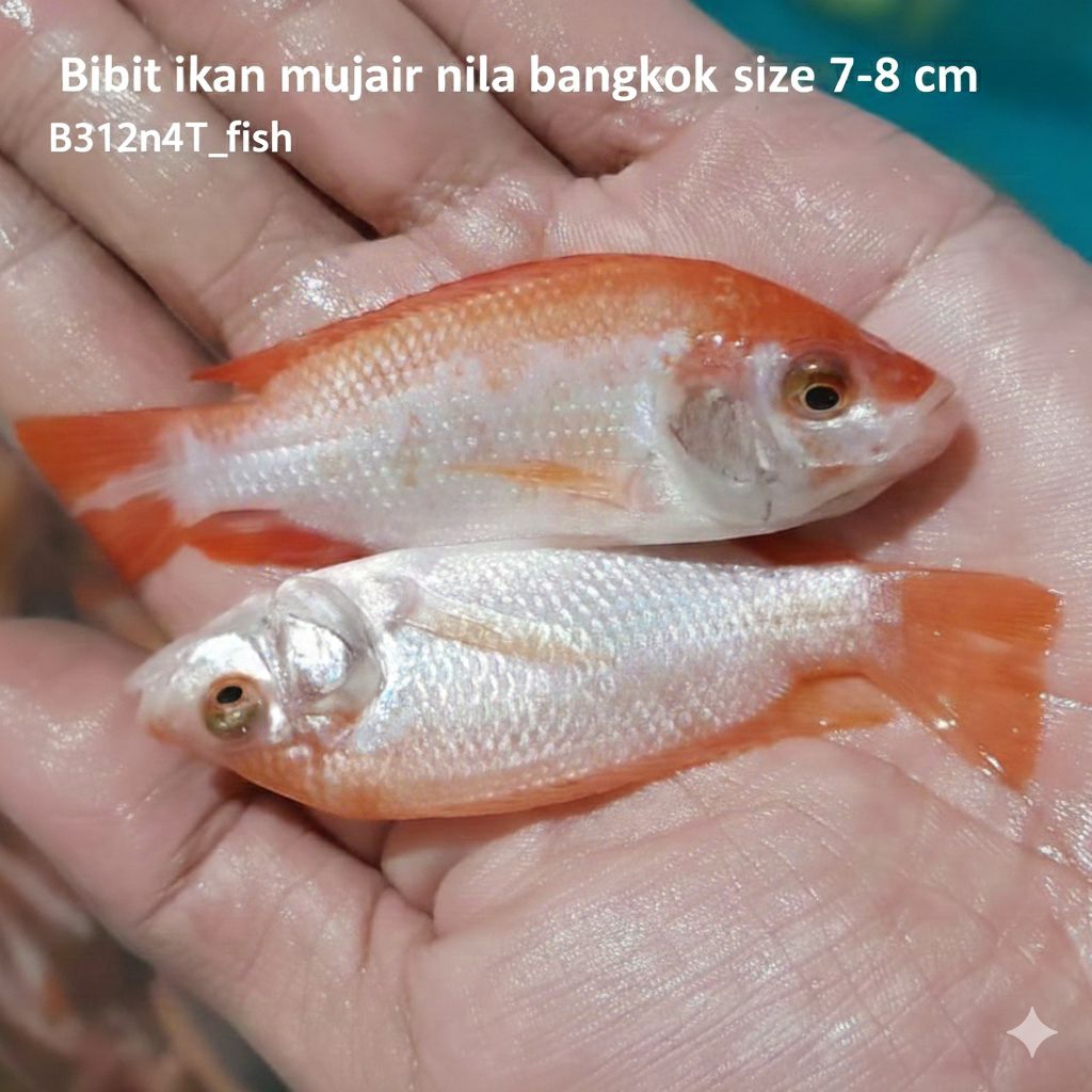 bibit ikan jaer nila bangkok size 7-8 cm | paket 100+bonus 10 ekor |