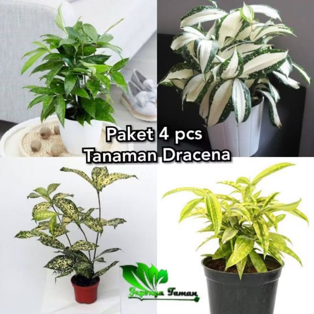 Paket 4pcs Tanaman Hias dracena/ dracena golden/ dracena milky/ dracena hijau/ dracena varigata