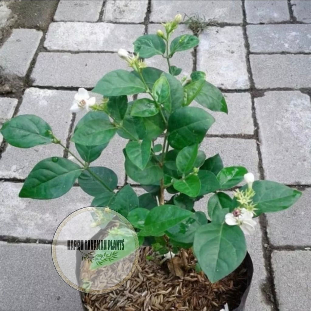 Bunga Melati Hidup Asli / Tanaman Bunga Melati Wangi Melati Pengantin