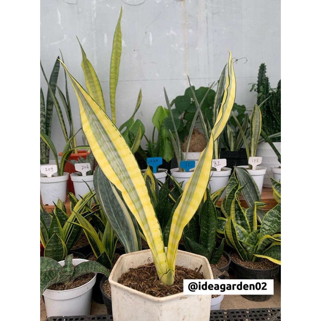 Sansevieria Trifasciata Craigi Lourenti Tinggi 42cm Ukuran Pot 15cm