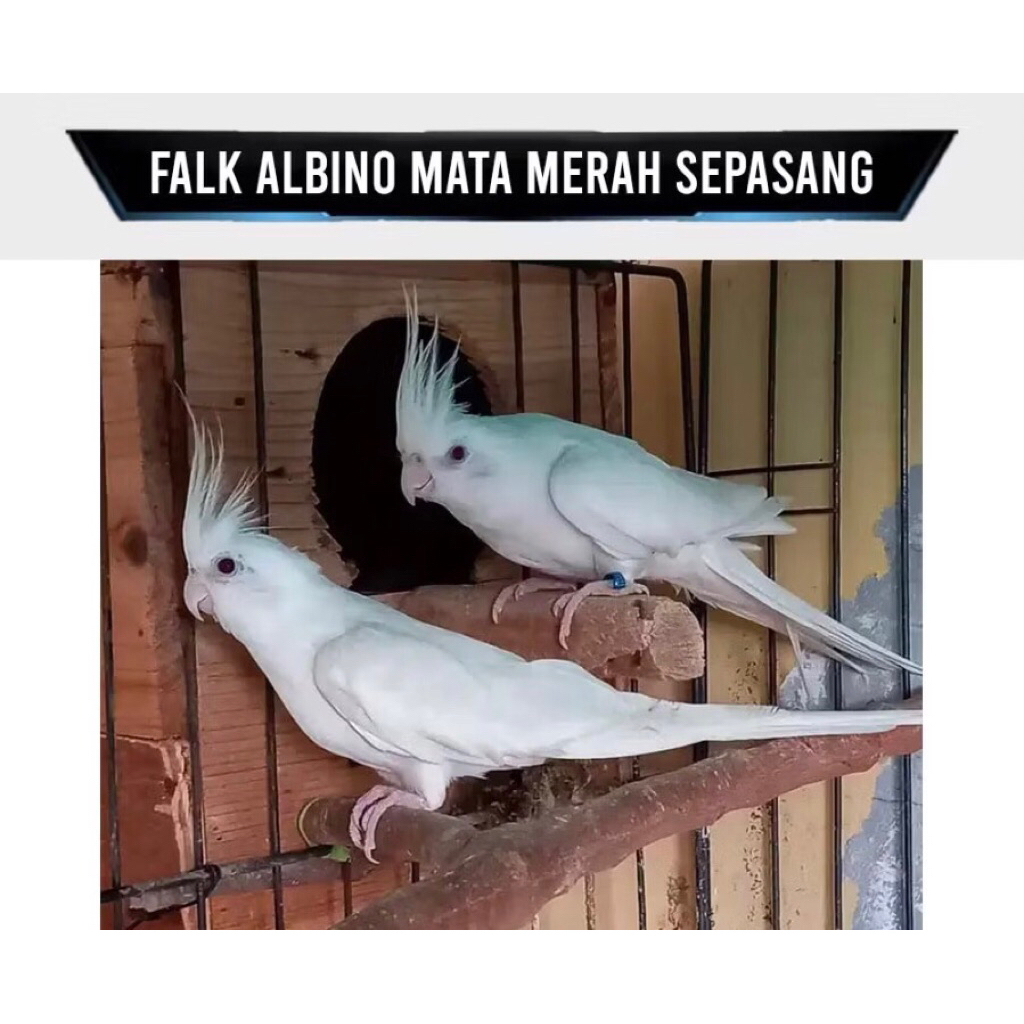 Burung Cockatiel Falk Parkit Australia Warna putih albino Mata Merah