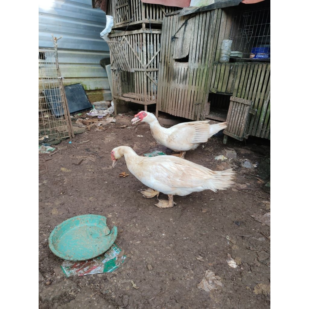 Telur Bebek Fertil Mentok Jumbo LP ( Leher Panjang) Bisa Di Tetaskan Garansi