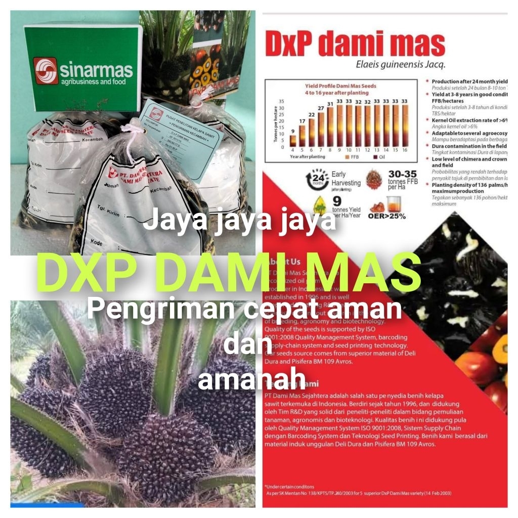 Bibit Benih Kecambah Sawit DXP DAMI MAS SEJAHTERA (250 butir)