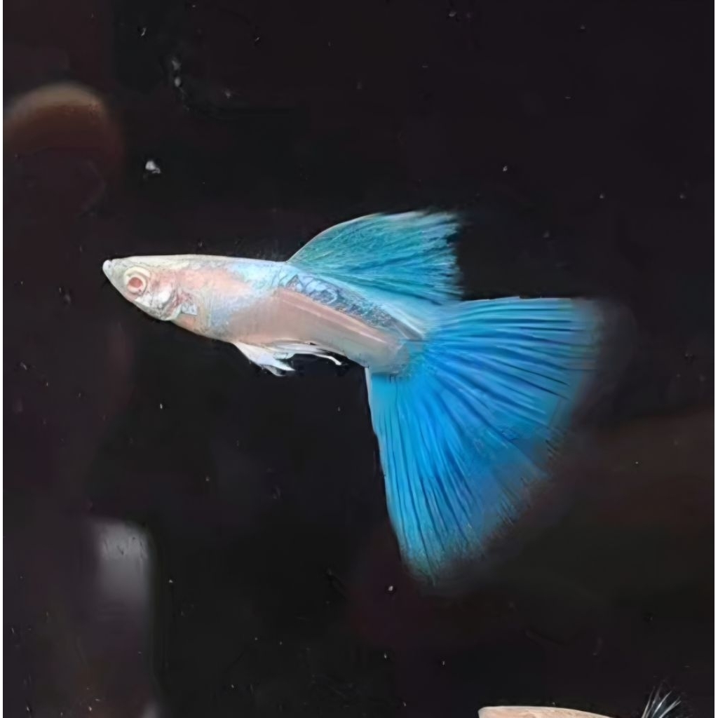 Guppy Sky Blue ( Topaz )