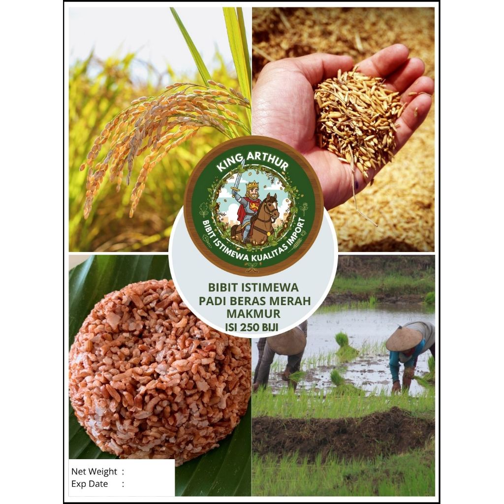 Bibit Istimewa Padi Beras Merah Makmur | Biji Benih Padi Beras Merah