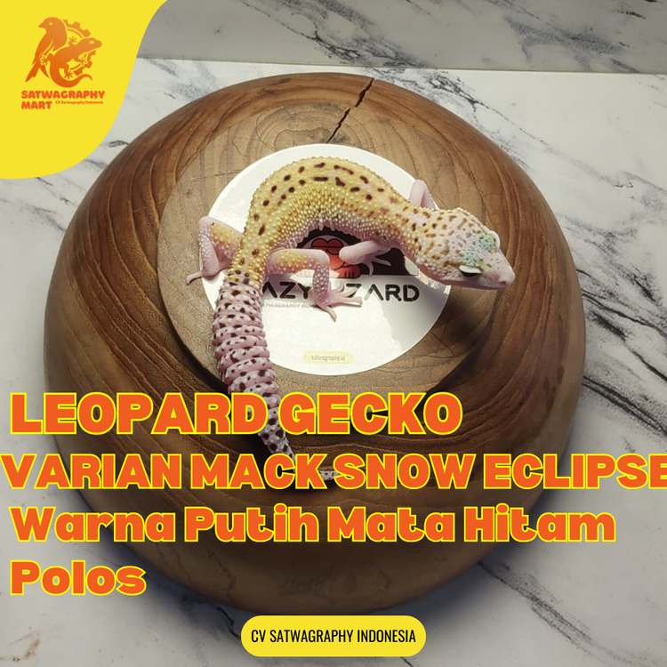 Mainan Anak GECKO Warna MSE MACK SNOW ECLIPSE