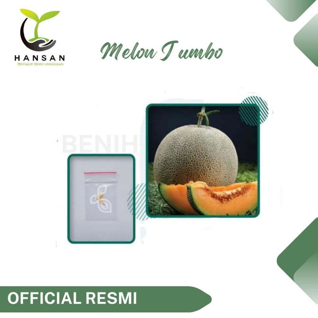 2 Benih Melon Jumbo F1 Hibrida Bibit Buah Melon Orange Manis Super