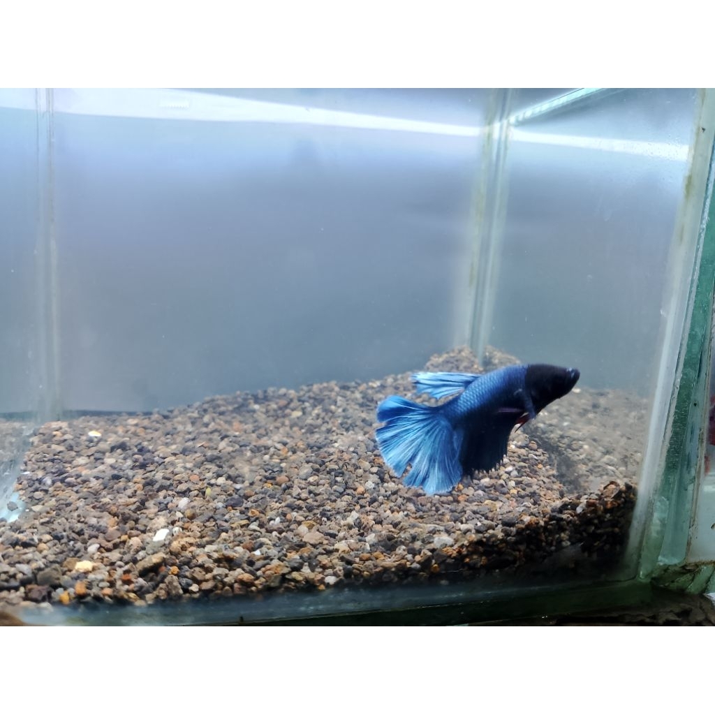 ikan cupang hm hias isi 4 murah size M