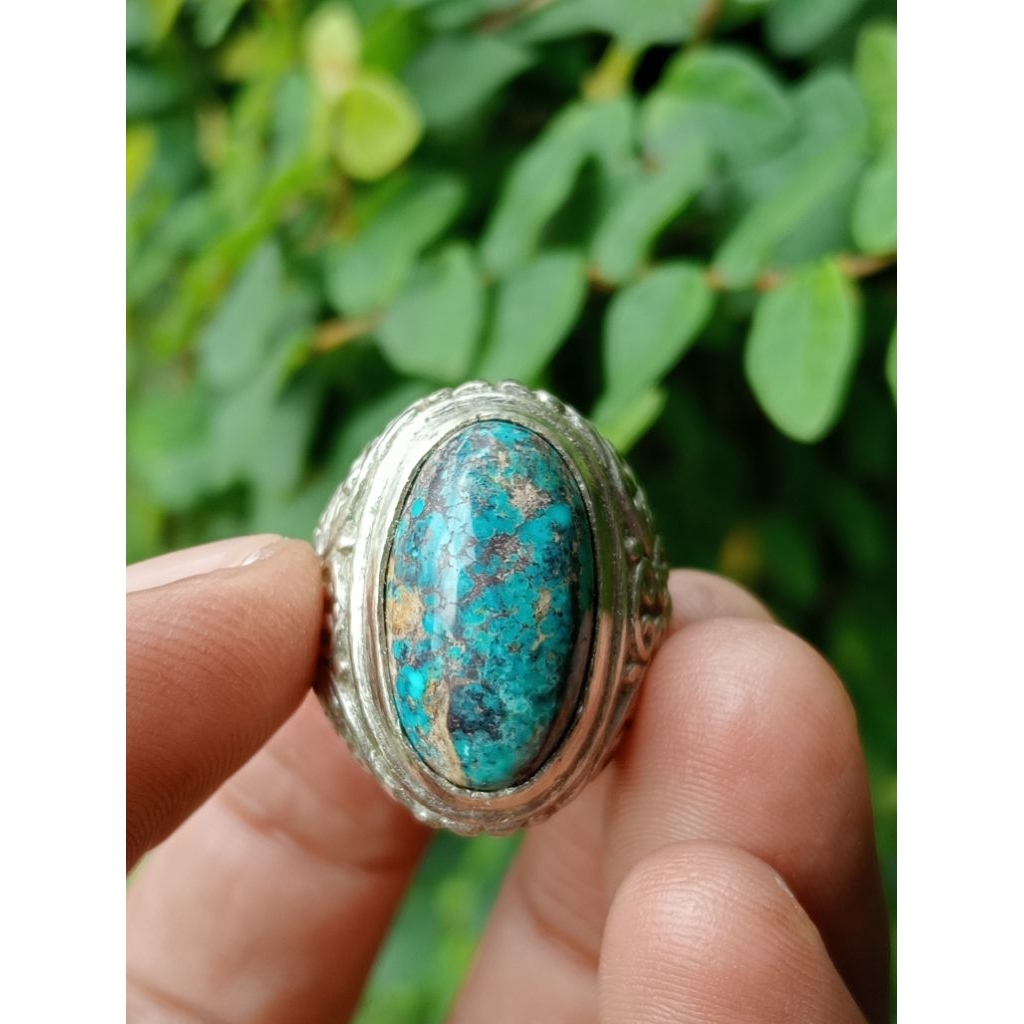 pirus Persia biru urat mas 006