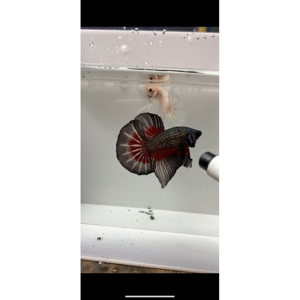 hmpk combi black copper