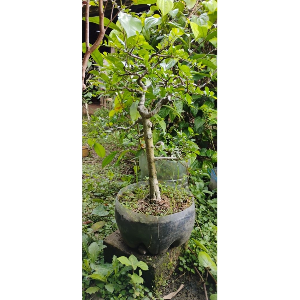 bonsai jadi siap pajang bonsai serut bonsai chokan sesuai gambar realpict