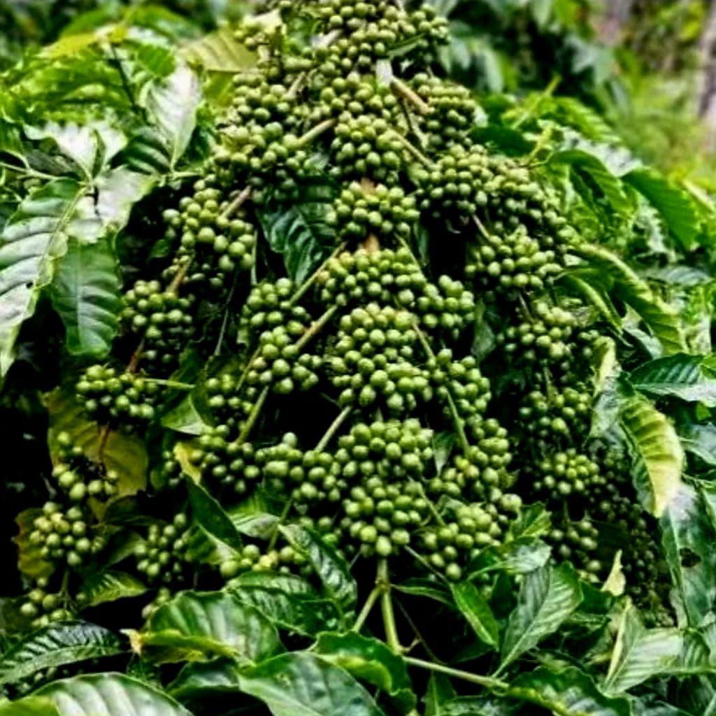 stek entres kopi robusta isi 40 pcs