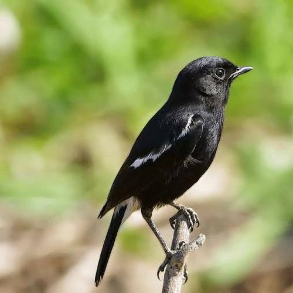 Decu atau K*cer mini trotol