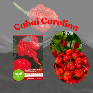 Benih Cabai Carolina/Benih Carolina Reaper Red