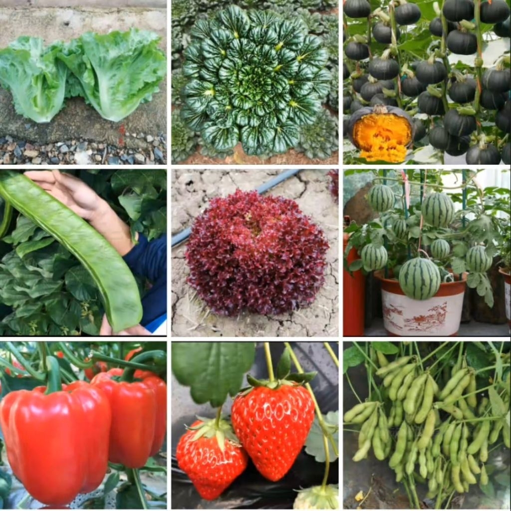 Bibit Tanaman Sayuran Aneka macam macam bibit Sayuran