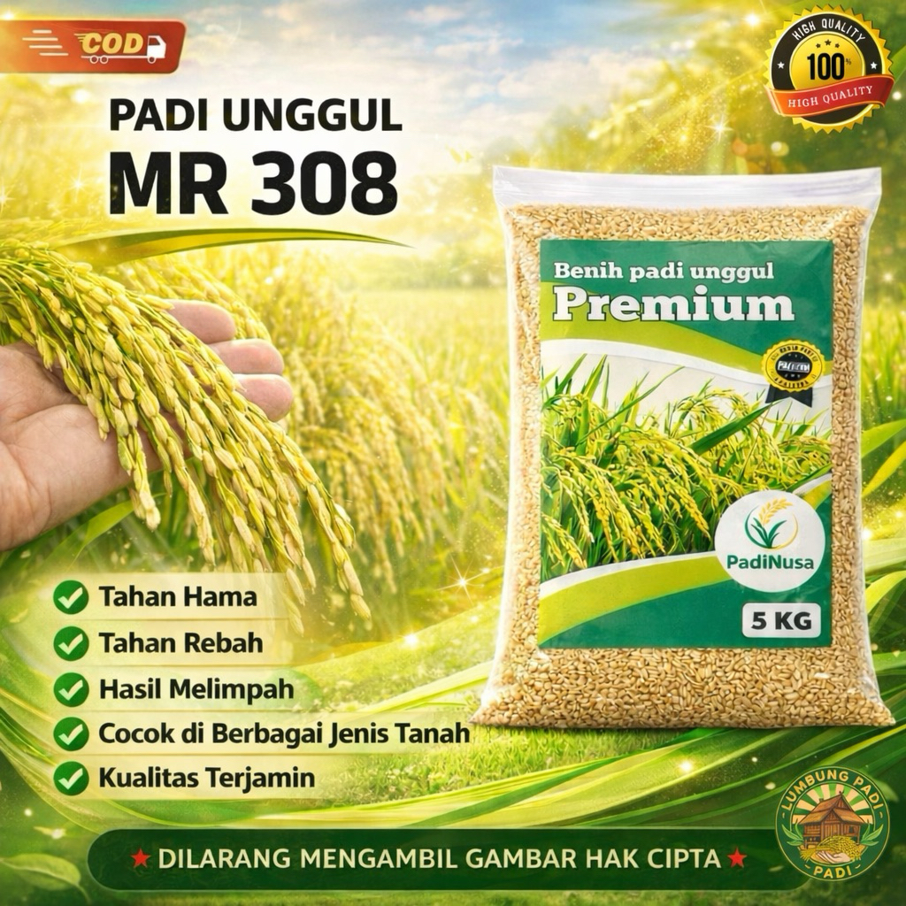Benih padi MR 308 bibit padi premium 1-5 KG benih padi unggul berkualitas
