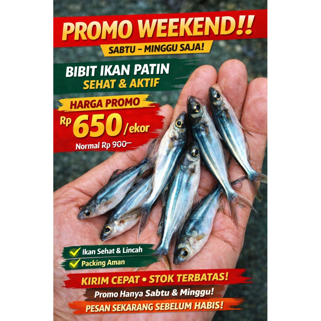 bibit patin semarang (/ekor 650)
