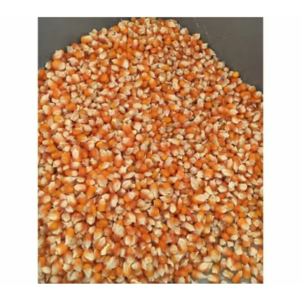 Jagung kristal super pakan burung ayam jagung kristal jagung besar