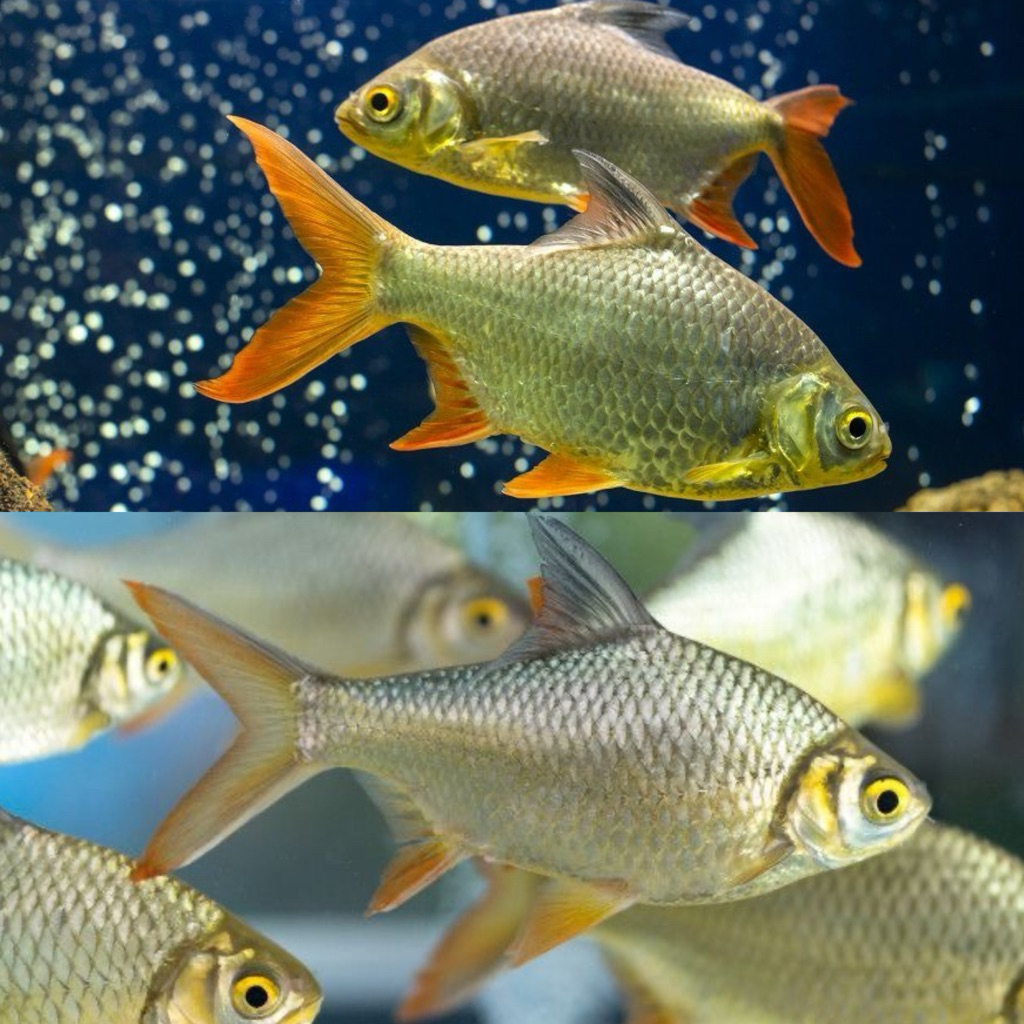 [Chan Aquatic] Ikan Hias Kaviat Bangkok Size 4-6cm Ikan Pembersih Kotoran Dasaran Tankmate Arowana