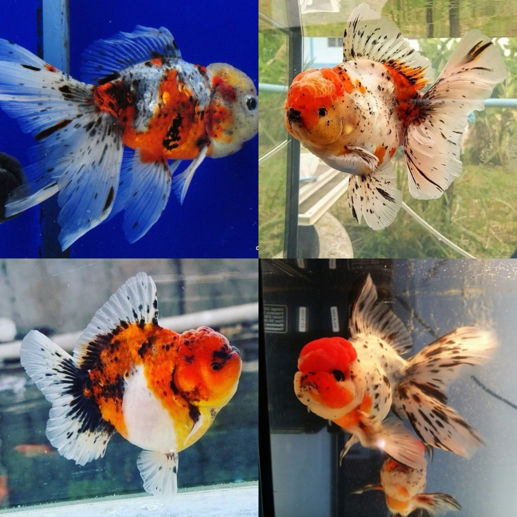 [Chan Aquatic] Ikan Hias Koki Oranda Calico Short Tail Long Tail Size M Oranda Calico Goldfish